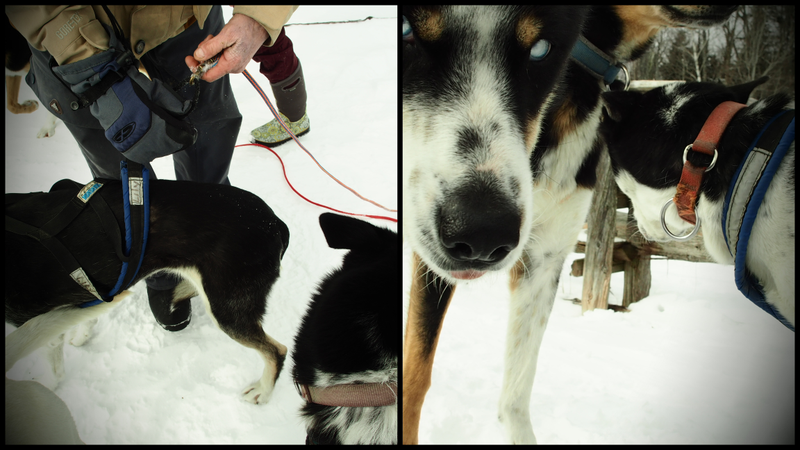 Illustration for article titled Where the Dogs Are: A Dogsledding Photo Diary